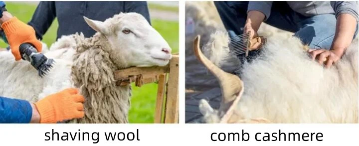 shaving wool shaving wool