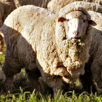 ¿Cuál es la mejor calidad de lana merino?